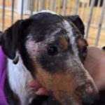 Bodeguero Mischling Martin, 01/2019, ca. 40 cm