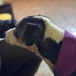 Bodeguero Mischling Martin, 01/2019, ca. 40 cm