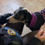 Bodeguero Mischling Martin, 01/2019, ca. 40 cm