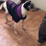 Bodeguero Mischling Martin, 01/2019, ca. 40 cm