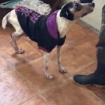 Bodeguero Mischling Martin, 01/2019, ca. 40 cm