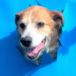 Mischling Martin, 01/2017, ca. 60 cm, 29419 Salzwedel