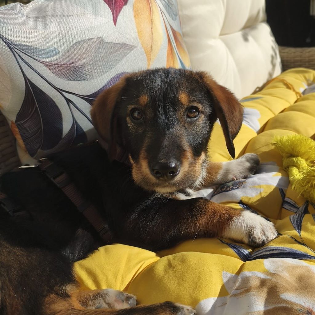 Mischling Marty, 12/2025, Endgröße ca. 50 cm, 22047 Hamburg