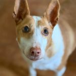 Podenco Maruchi, 06/2017, ca. 45 cm