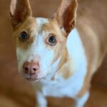Podenco Maruchi, 06/2017, ca. 45 cm