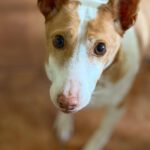 Podenco Maruchi, 06/2017, ca. 45 cm