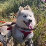 Pomsky Melania, 06/2021, ca. 40 cm