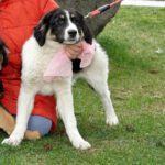 Mischling Melle, 11/2025, ca. 63 cm