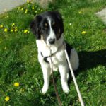 Mischling Melle, 10/2025, Endgröße ca. 60- 65 cm, 23845 Seth