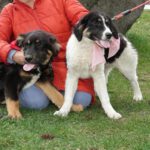 Mischling Melle, 11/2025, ca. 63 cm