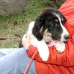 Mischling Melle, 11/2025, ca. 63 cm