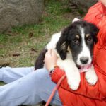 Mischling Melle, 11/2025, ca. 63 cm