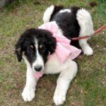 Mischling Melle, 11/2025, ca. 63 cm