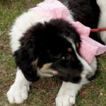 Mischling Melle, 11/2025, ca. 63 cm