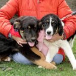 Mischling Melle, 11/2025, ca. 63 cm