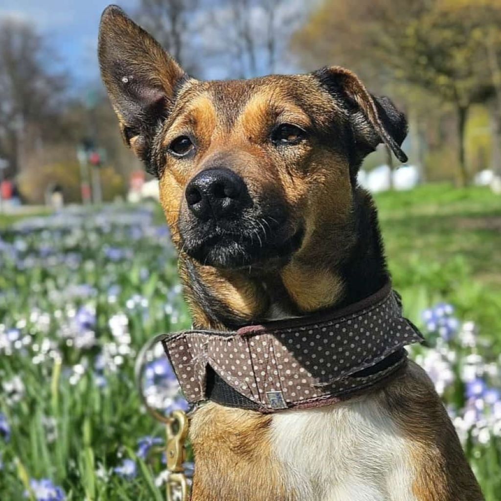 Mischling Mika, 11/2021, ca. 43 cm, 22763 Hamburg