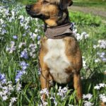 Mischling Mika, 11/2021, ca. 43 cm, 22763 Hamburg