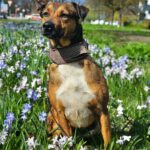 Mischling Mika, 11/2021, ca. 43 cm, 22763 Hamburg