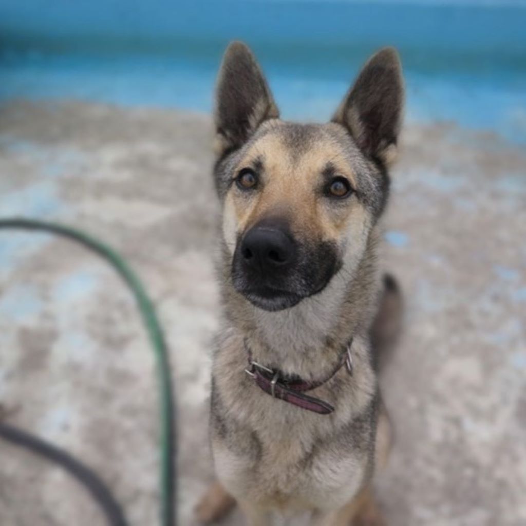 Mischling Milanesa Garcia, 01/2023,ca. 62 cm