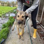 Mischling Milanesa Garcia, 01/2023,ca. 62 cm