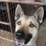 Mischling Milanesa Garcia, 01/2023,ca. 62 cm