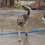 Mischling Milanesa Garcia, 01/2023,ca. 62 cm