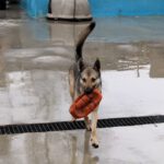 Mischling Milanesa Garcia, 01/2023,ca. 62 cm