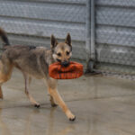 Mischling Milanesa Garcia, 01/2023,ca. 62 cm