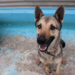 Mischling Milanesa Garcia, 01/2023,ca. 62 cm