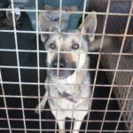 Mischling Milanesa Garcia, 01/2023,ca. 62 cm