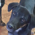 Mischling Milo, 08/2025, Endgröße ca. 50- 60 cm