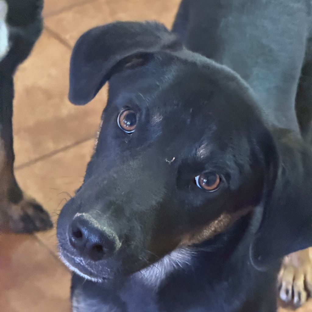 Mischling Milo, 08/2025, Endgröße ca. 50- 60 cm