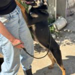 Mischling Milo, 08/2025, Endgröße ca. 50- 60 cm