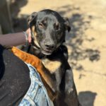 Mischling Milo, 08/2025, Endgröße ca. 50- 60 cm