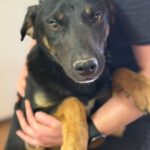 Mischling Milo, 08/2025, Endgröße ca. 50- 60 cm