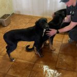 Mischling Milo, 08/2025, Endgröße ca. 50- 60 cm