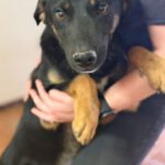 Mischling Milo, 08/2025, Endgröße ca. 50- 60 cm