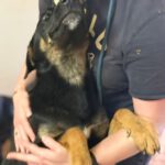 Mischling Milo, 08/2025, Endgröße ca. 50- 60 cm