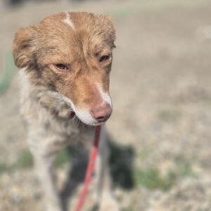 Mischling Mimi, 10/2024, ca. 40 cm