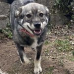 Mischling Mimi, 10/2025, Endgröße ca. 43 cm