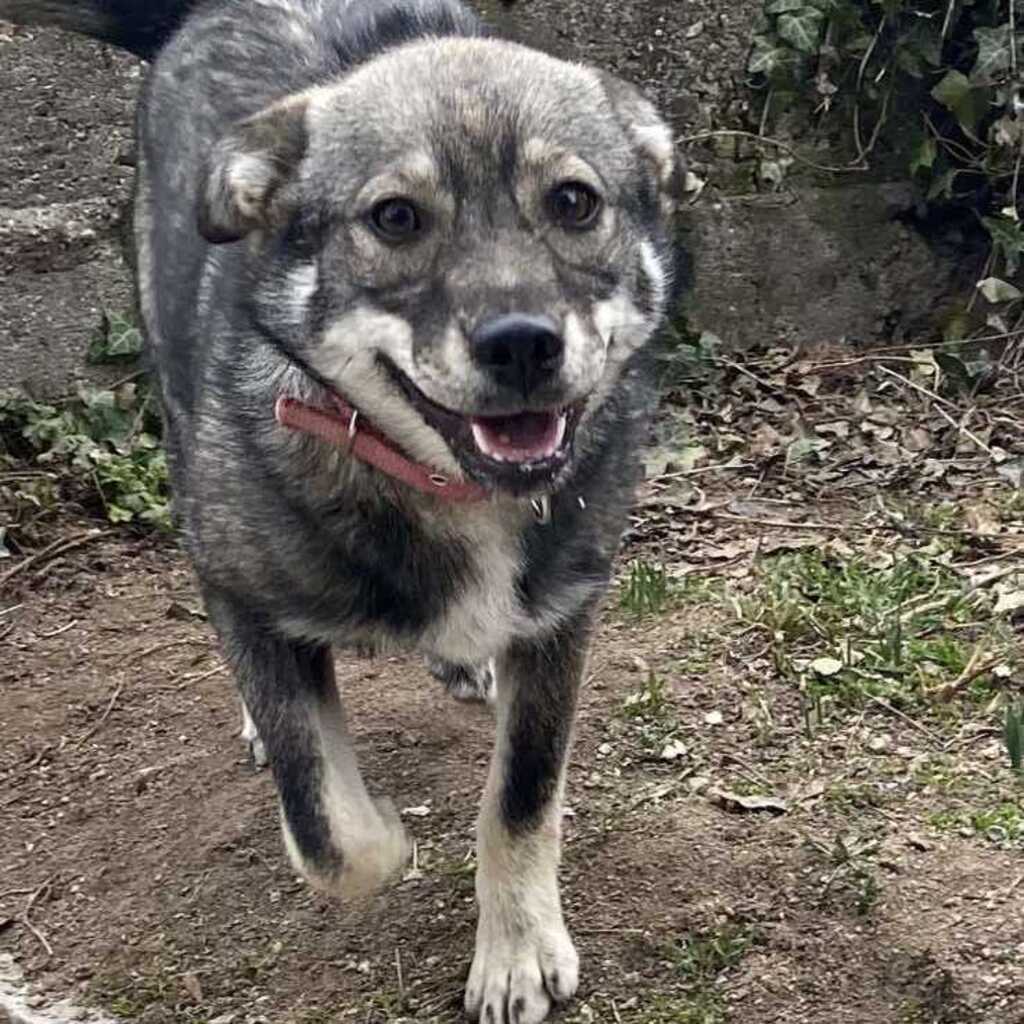 Mischling Mimi, 10/2025, Endgröße ca. 43 cm