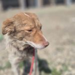 Mischling Mimi, 10/2024, ca. 40 cm