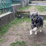 Mischling Mimi, 10/2025, Endgröße ca. 43 cm