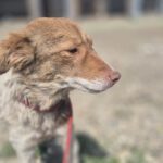 Mischling Mimi, 10/2024, ca. 40 cm