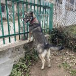 Mischling Mimi, 10/2025, Endgröße ca. 43 cm