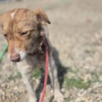 Mischling Mimi, 10/2024, ca. 40 cm