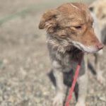 Mischling Mimi, 10/2024, ca. 40 cm