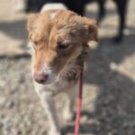 Mischling Mimi, 10/2024, ca. 40 cm