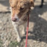 Mischling Mimi, 10/2024, ca. 40 cm