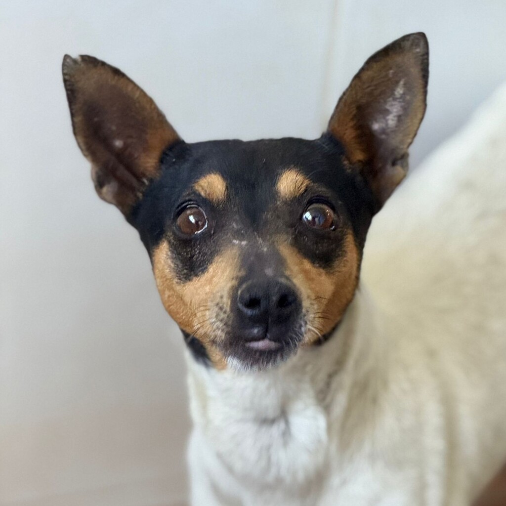 Bodeguero Mischling Minnie, 03/2023, ca. 38 cm